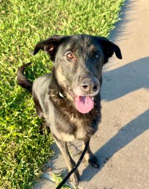 Benji, German Shepherd Dog Mix, senior, available for adoption