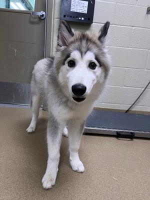 A fluffy gray and white husky puppy standing on a beige floor, looking directly at the camera with bright eyes and a black nose. The background shows a brick wall and a door.