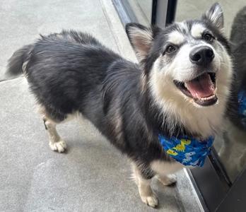 Forest, Siberian Husky Mix, young, available for adoption