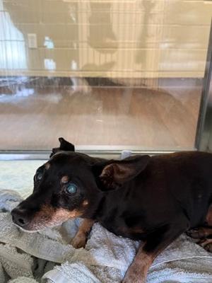 Gizmo, Chihuahua - Smooth Coated Mix, senior, available for adoption