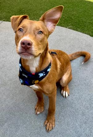 Cruz, Pit Bull Terrier Mix, young, available for adoption