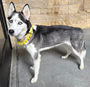 Stella, Siberian Husky Mix, young, available for adoption