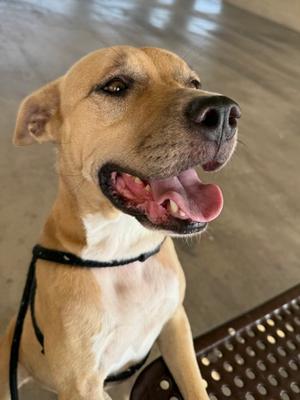 Skyelynn, Golden Retriever Mix, adult, available for adoption