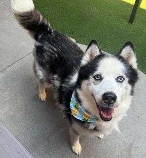 Sky, Siberian Husky Mix, adult, available for adoption