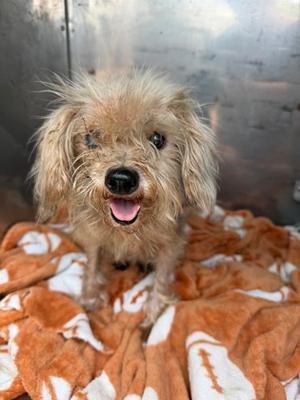 Abby, Yorkshire Terrier Mix, senior, available for adoption