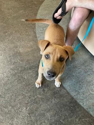 A tan puppy looking up towards the camera while on a blue leash held by a person.