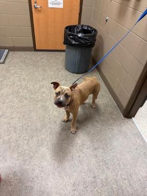Bruin, Bull Terrier Mix, young, available for adoption