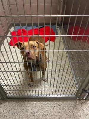 Chloe, Pit Bull Terrier Mix, available for adoption