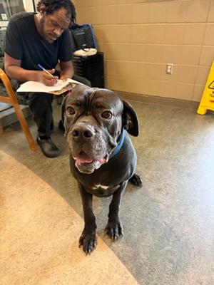 Carter, Cane Corso Mix, adult, available for adoption