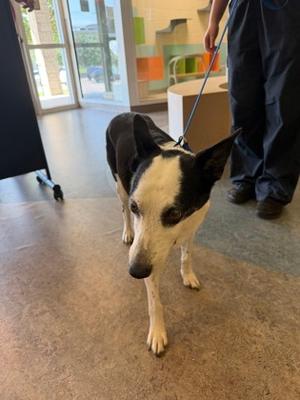Aries, Mixed Breed, senior, available for adoption