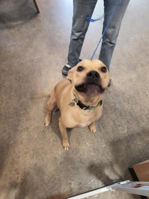 A light brown dog with a green collar is sitting on a concrete floor, looking up at the camera. A person wearing blue jeans and a blue leash is standing behind the dog.