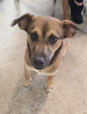 A brown dog with floppy ears looking up at the camera.