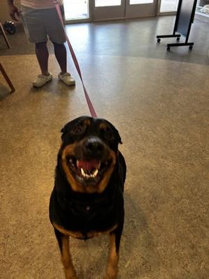 China Doll, Rottweiler Mix, available for adoption