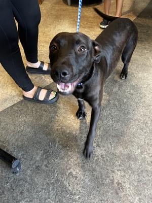 Bubba, Mixed Breed, young, available for adoption