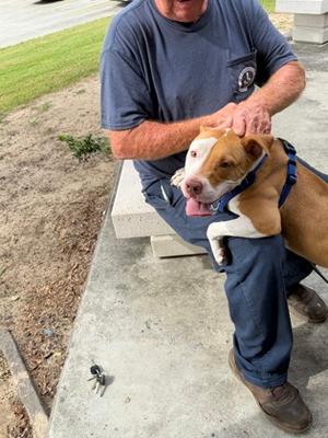 Couyon, Pit Bull Terrier Mix, available for adoption