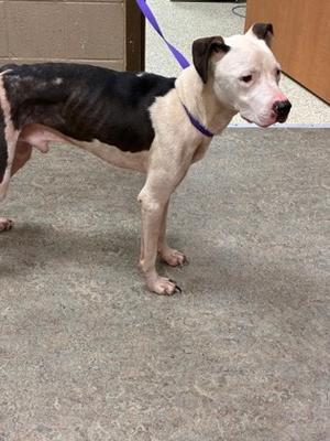 A black and white dog with a purple collar and leash standing on a concrete floor.