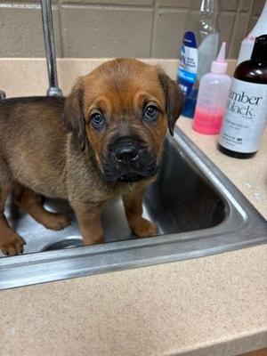 Bronze, Mixed Breed, available for adoption