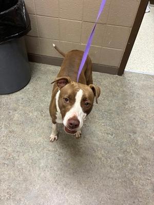 A brown and white pit bull type dog looking up while on a purple leash in a room with tiled walls and floor.