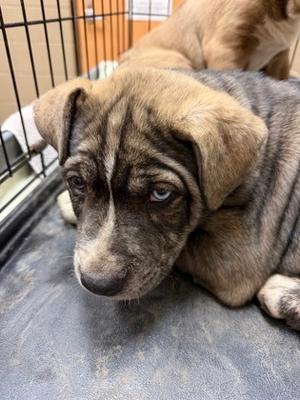 Audi, Siberian Husky and Pit Bull Terrier, young, available for adoption