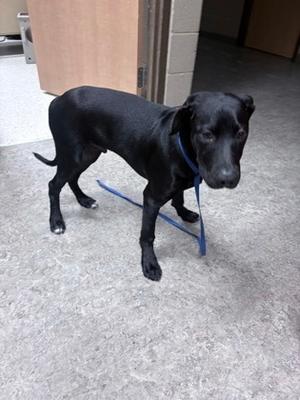 Caligo, Labrador Retriever Mix, available for adoption
