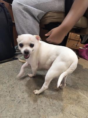Bolt, Chihuahua - Smooth Coated Mix, senior, available for adoption