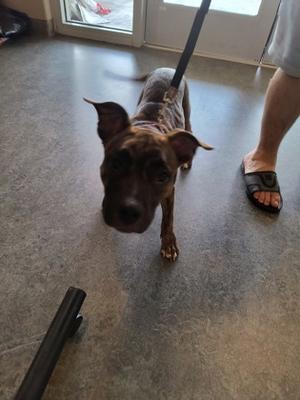 A brown dog with a black leash standing on a concrete floor, looking up at the camera.