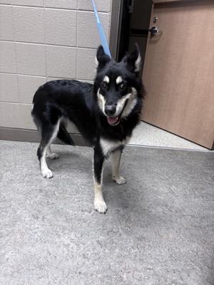 Dreka, Mixed Breed, available for adoption