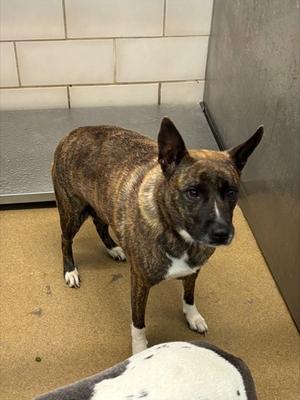 Bailey, Mixed Breed, available for adoption
