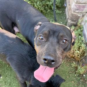 A black dog with a pink tongue sticking out, looking up at the camera.