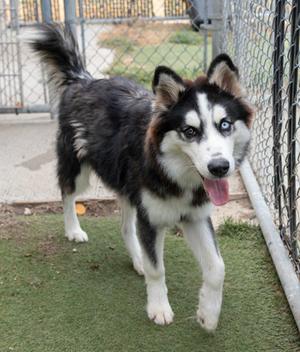 Montana, Alaskan Husky Mix, young, available for adoption