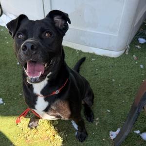 Baloo, Mixed Breed, adult, available for adoption