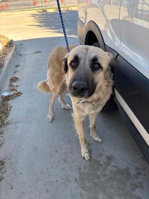 a large, light brown dog with a black nose and dark eyes standing on a concrete surface next to a vehicle