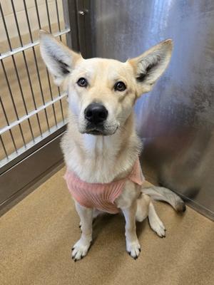 A light-colored dog with upright ears and a pink shirt is sitting and looking at the camera. The dog is in a kennel.