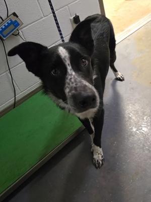 Axel, Border Collie Mix, young, available for adoption