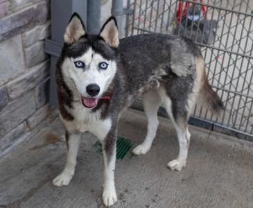 A Siberian Husky dog with striking blue eyes and a black and white coat stands on a concrete surface near a metal gate. The dog is wearing a red collar and appears to be panting with its tongue out. The background includes a stone wall and a green object on the ground.