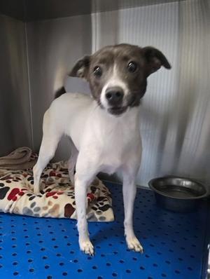 Lilly, Chihuahua - Smooth Coated Mix, adult, available for adoption