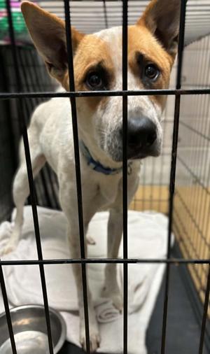 Duke, Australian Cattle Dog Mix, available for adoption