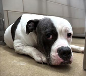Kingston, Pit Bull Terrier Mix, available for adoption