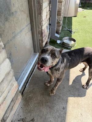 Big Mac, Bully American  - Standard Mix, available for adoption