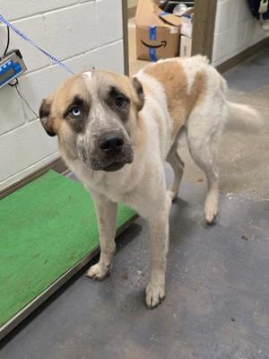 a large dog with a white and brown coat standing on a concrete floor