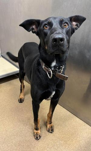 Diego, German Shepherd Dog and Doberman Pinscher, available for adoption
