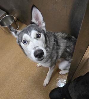Sage, Siberian Husky Mix, available for adoption