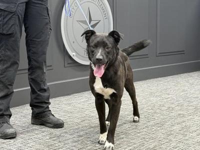 Hershey, Mixed Breed, available for adoption