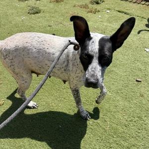 Millie, Australian Cattle Dog Mix, young, available for adoption