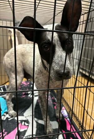 Millie, Australian Cattle Dog Mix, young, available for adoption