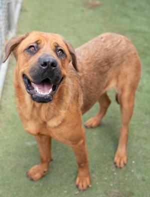 A brown dog with a black muzzle and floppy ears standing on a green surface.