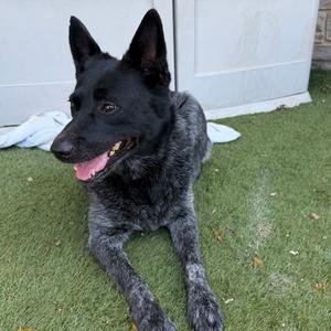 Rip, Australian Cattle Dog Mix, adult, available for adoption