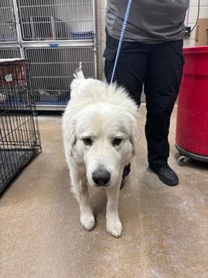Milo, Great Pyrenees Mix, available for adoption