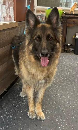 Molly, German Shepherd Dog, senior, available for adoption