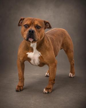 A brown dog with a white chest standing on a gray background